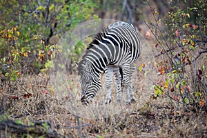 Zebra Eating Grass in the flield