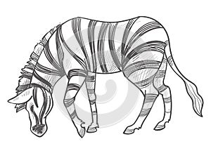 Zebra eating grass, herbivore animal monochrome