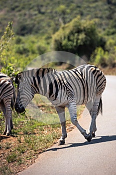 A zebra eating grass in the Hluhluwe - imfolozi National Park in South africa