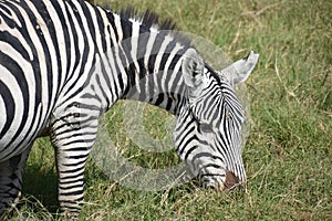 Zebra Eating Grass, Medium Closeup