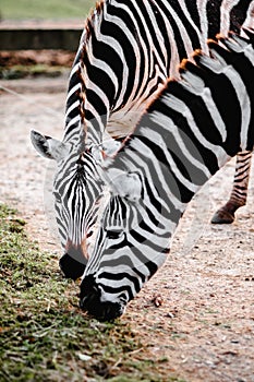 Zebra eating grass at sunset