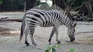 Zebra eating from the ground in the Singapore Zoo