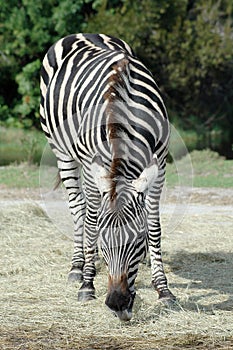 Zebra Eating Hay
