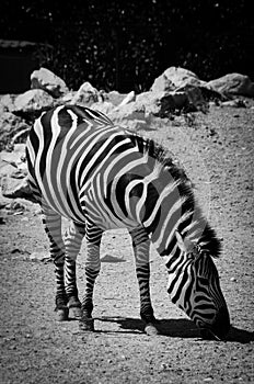 Zebra is eating Lunch.