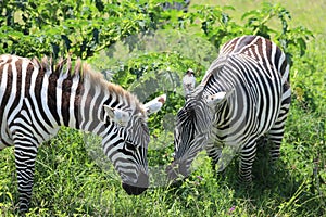 A zebra eating in masai mara