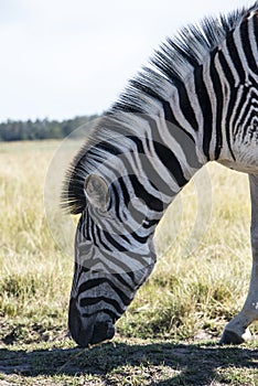 Zebra eating