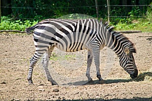 Zebra