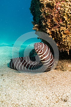 Zebra eel, Baja Reefs. photo