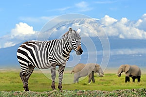 Zebra on elephant and Kilimanjaro background