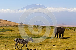 Zebra and elephant in the savanna, Mount Kilimanjaro in the background, Tanzania, Africa