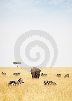 Zebra and Elephants in Kenya - Vertical