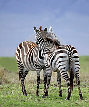 Zebra Embrace photo