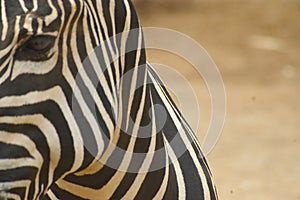 Zebra en Joya Grande Zoo photo