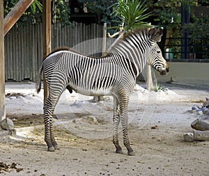 Zebra equine horse mammal Africa savanna herbivores