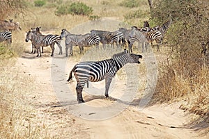 Zebra (Equus burchelli)