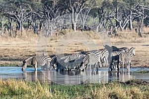 Zebra Equus burchelli drinking water, Makgadikgadi Pans National Park, Boteti river, Botswana