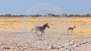 A zebra  Equus Burchelli and a springbok  Antidorcas Marsupialis running, Etosha National Park, Namibia.