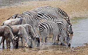 Zebra (Equus burchelli) and wildebeest (Connochaetes taurinus)