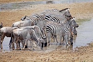 Zebra (Equus burchelli) and wildebeest (Connochaetes taurinus)