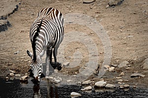 Zebra Equus burchellii