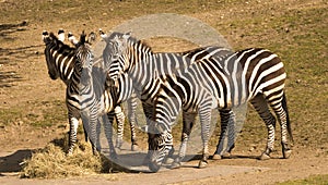 Zebra Equus quagga