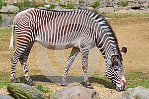 Zebra (Equus Quagga)