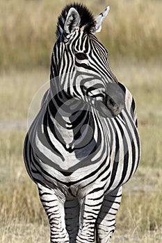 Zebra (Equus quagga) - Botswana