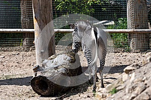 Zebra Equus quagga chapmani looking for food  on a sunny day