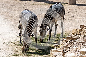 Zebra Equus quagga chapmani looking for food  on a sunny day