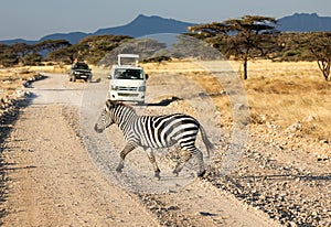 Zebra, Equus quagga, crossing dirt road in savannah with safari vehicles, acacia trees, and African landscape in background
