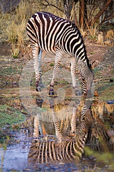 A zebra Equus Quagga drinking water at a water hole photo