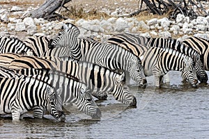 Zebra Equus quagga drinking at a waterhole - Etosha National Park - Namibia