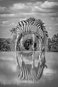 A zebra Equus quagga drinking at a waterhole, Welgevonden Game Reserve, South Africa.