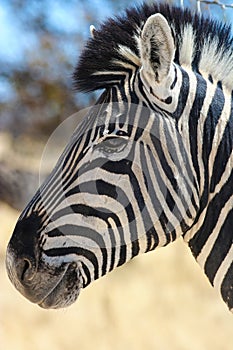 Zebra (Equus quagga) in the Etosha National Park