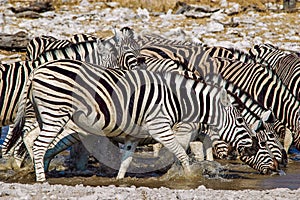 Zebra (Equus quagga) in the Etosha National Park
