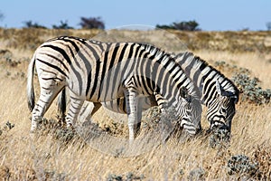 Zebra (Equus quagga) in the Etosha National Park