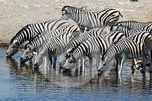 Zebra (Equus quagga) in the Etosha National Park