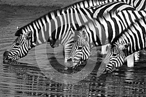Zebra (equus quagga) - Etosha National Park - Namibia