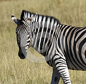 Zebra (Equus quagga) - Khwai River - Botswana