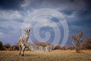 A zebra equus quagga looking at the camera photo