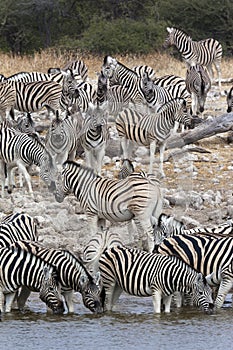 Zebra (Equus quagga) - Namibia