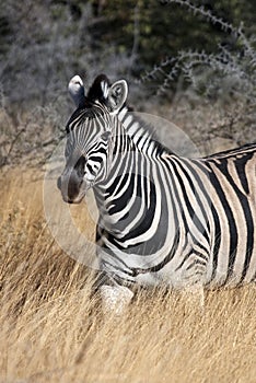 Zebra (Equus quagga) - Namibia