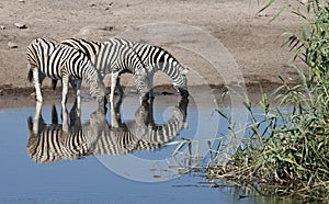 Zebra (Equus quagga) - Namibia