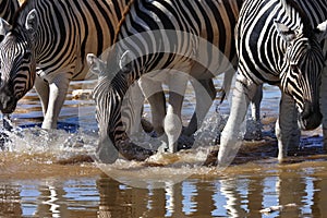 Zebra - Equus quagga - Namibia