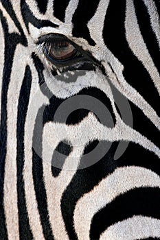 Zebra - Equus quagga - Namibia