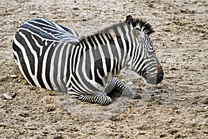 Zebra or Equus quagga resting