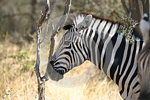 Zebra from Etosha Africa