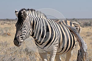 Zebra, Etosha, Namibia