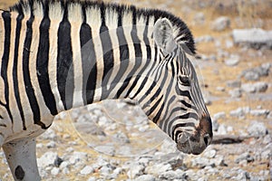 Zebra Etosha National Park