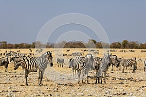 Zebra in Etosha National Park, Namibia